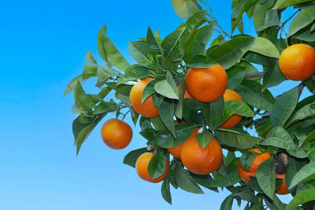 Arancio amaro (Citrus aurantium) ad Atene, Grecia, contro il cielo blu
