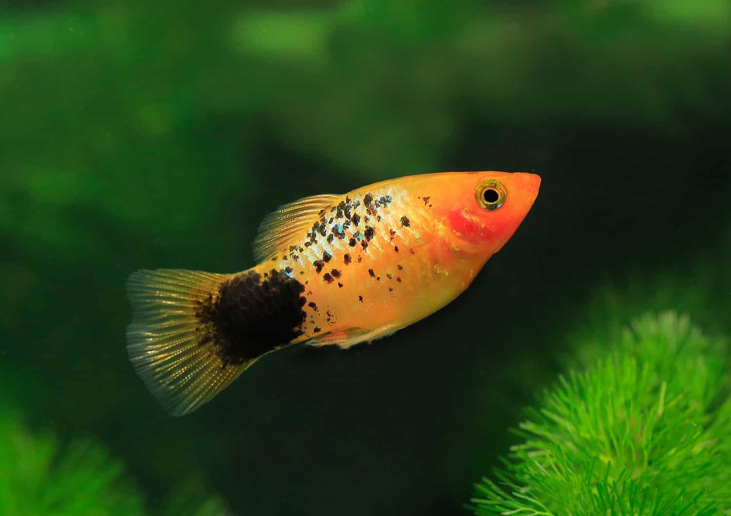Platyfish meridionale, Xiphophorus maculatus