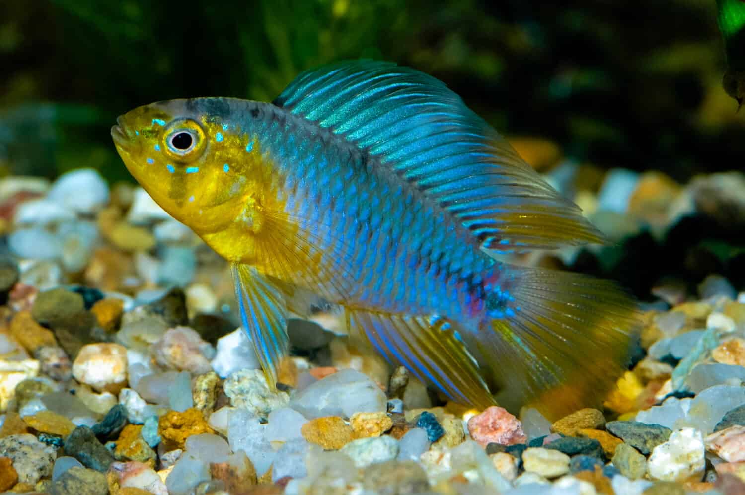 Apistogramma borelli Pesce ciclide ombrello