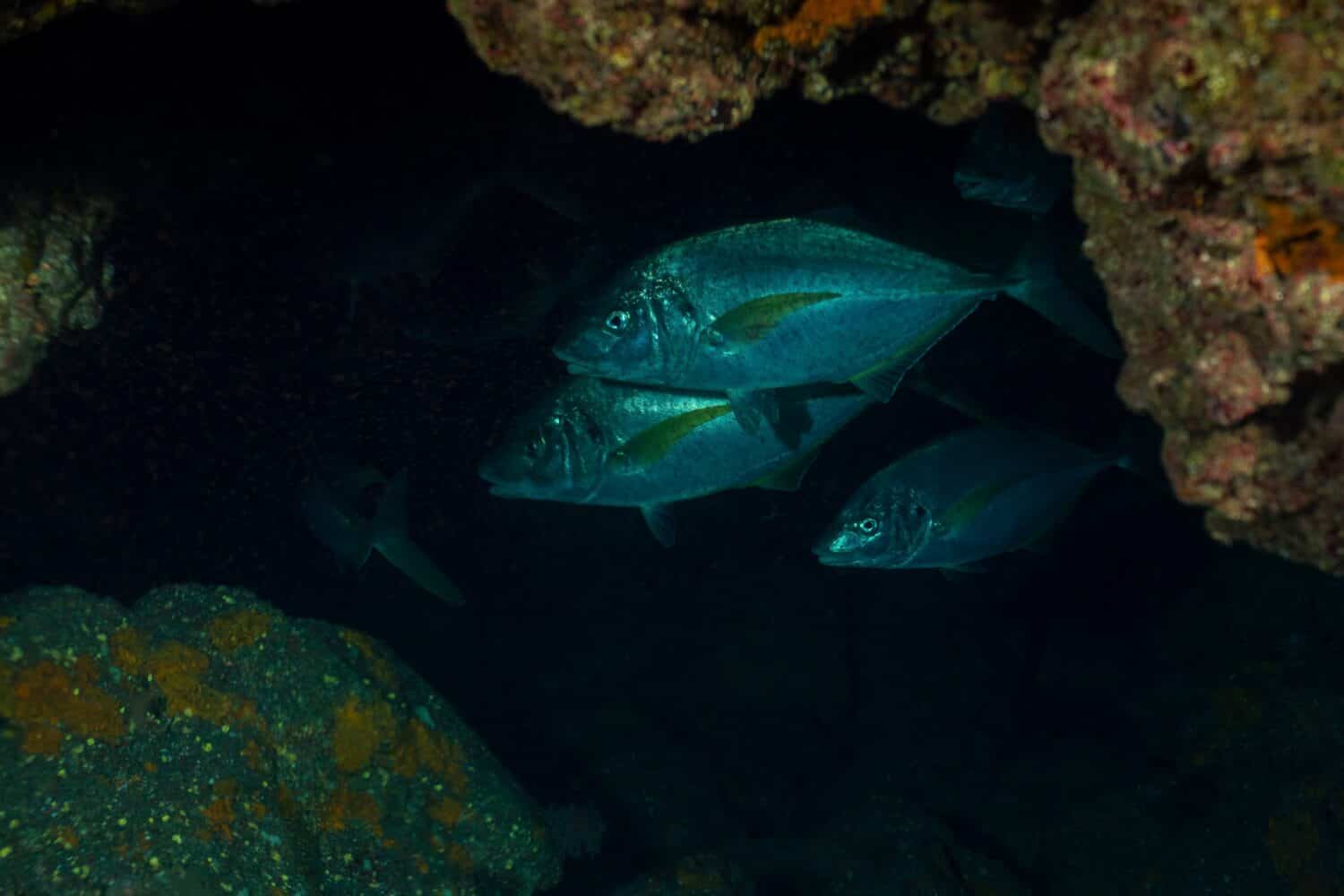 Guelly jack, carangidi bianchi o jack a strisce (Pseudocaranx dentex) El Hierro, Spagna