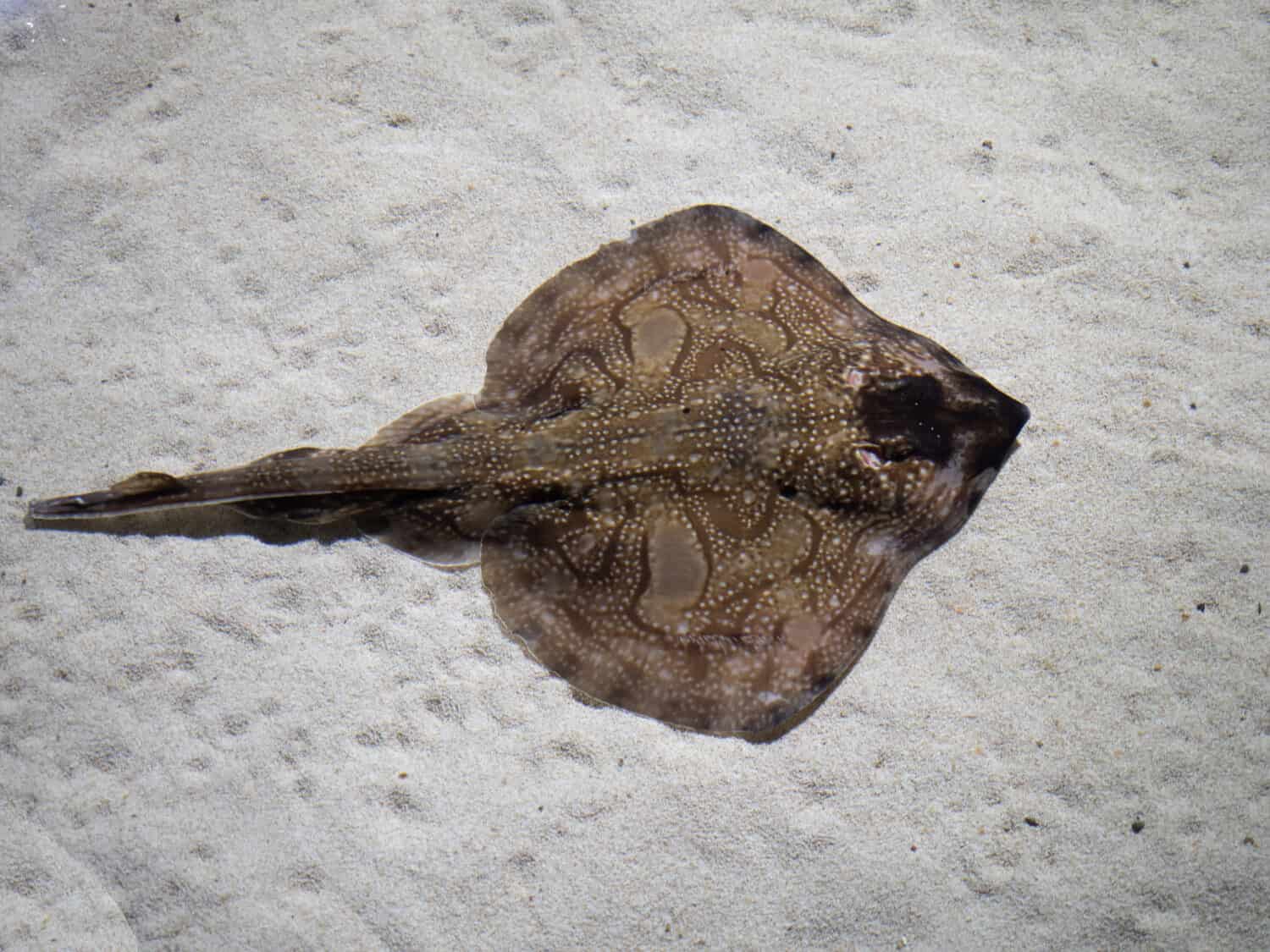 Ondulare Ray su sabbia bianca