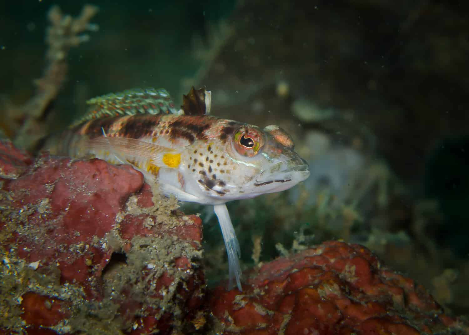 Grubfish di Snyder o sandperch pinna nera (Parapercis snyderi) in coralreef, stretto di Lembeh, Nord Sulawesi, Indonesia
