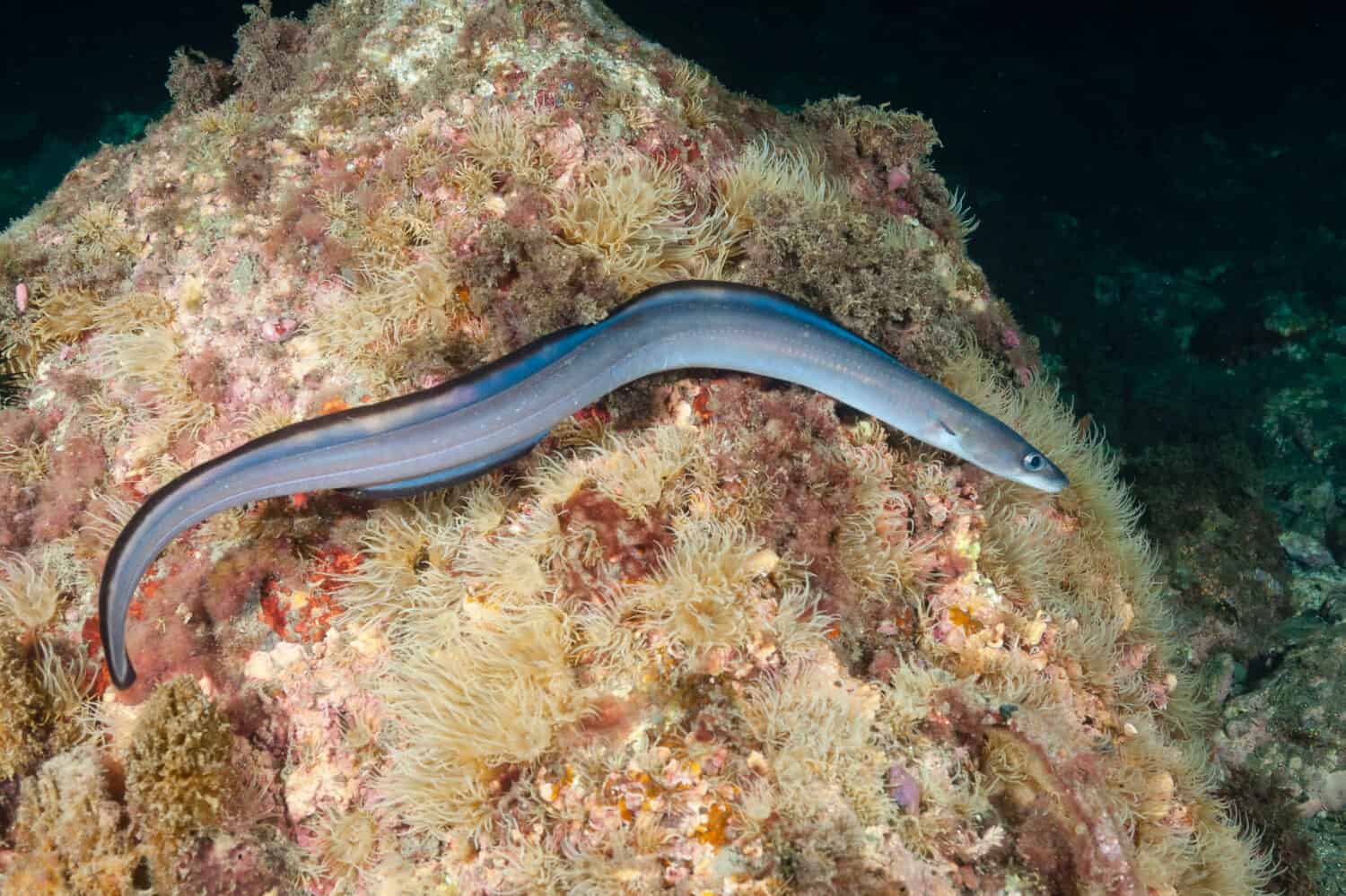 Grongo (Conger conger) Granada, Spagna