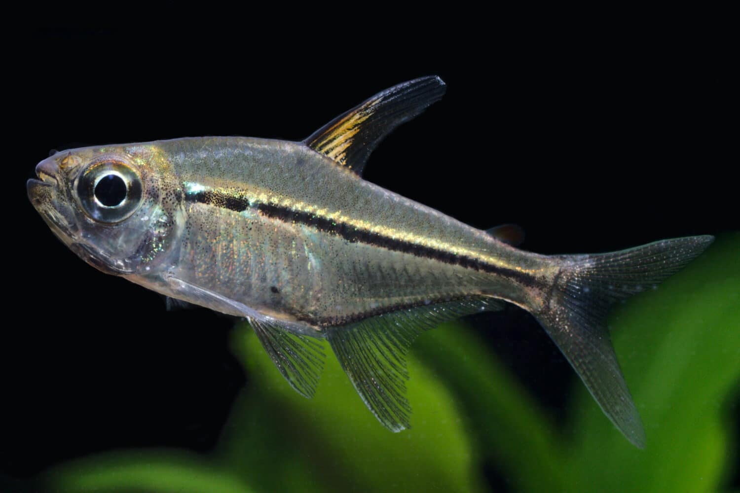 Tetra a linea spezzata (Hemigrammus ulreyi) o Astyanax sp.  dal bacino del Rio Paraguay, Brasile
