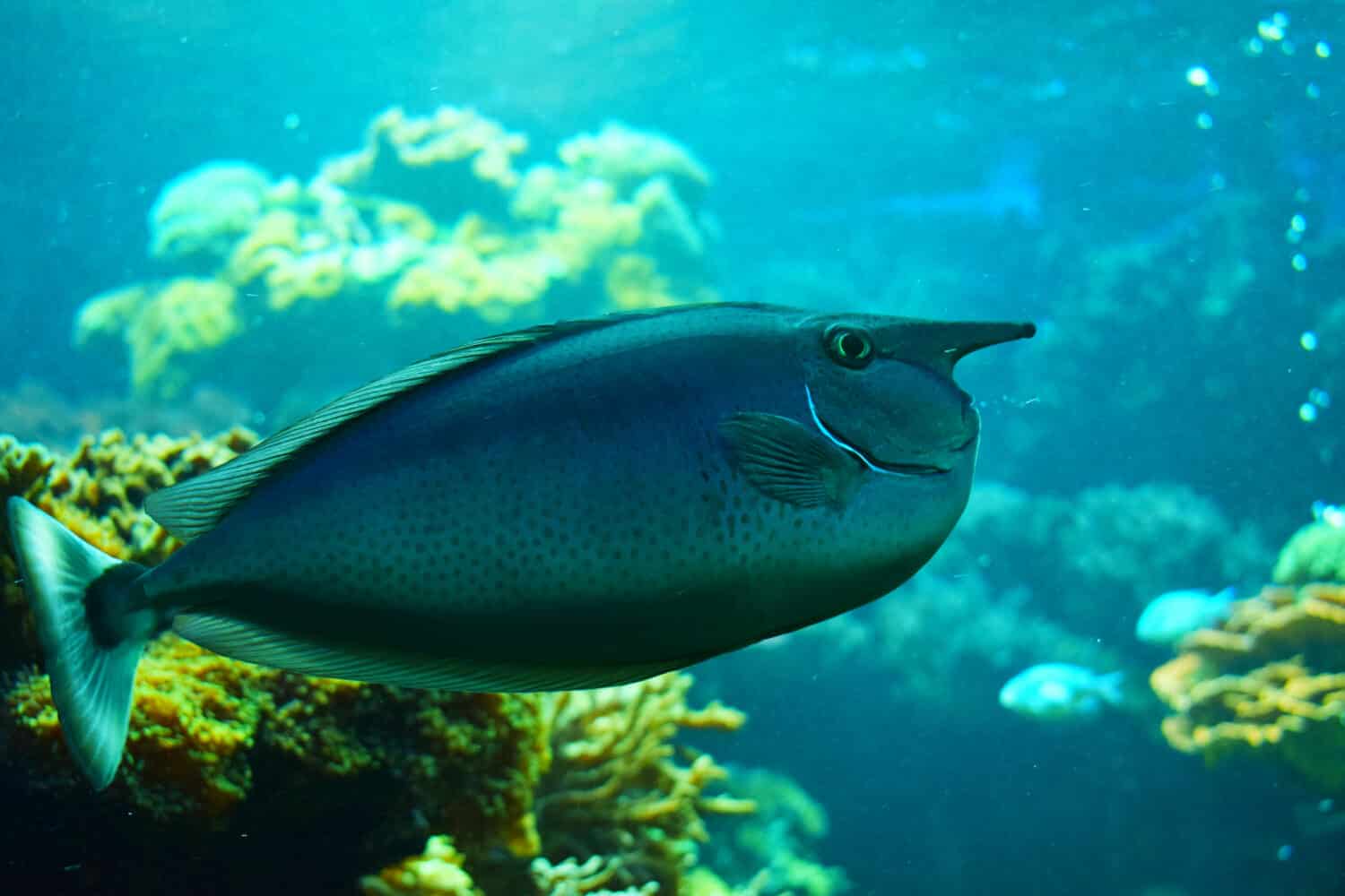 Il pesce unicorno dal naso corto o il pesce unicorno maculato (Naso brevirostris) è una specie di pesce unicorno della famiglia Acanthuridae.