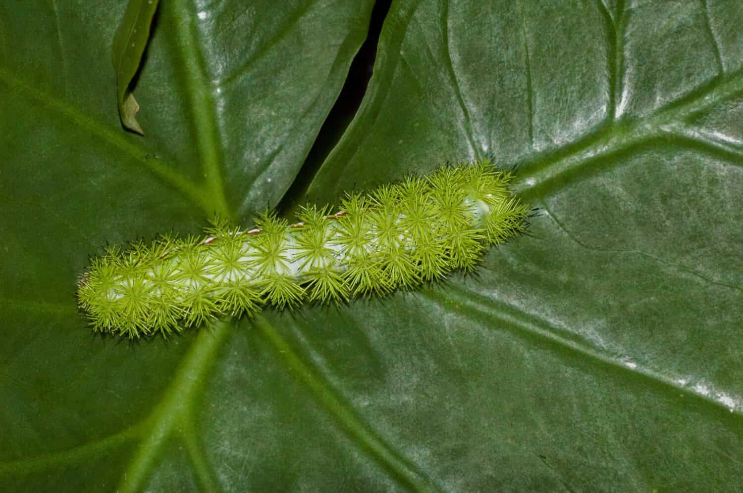 Foto di una larva del quinto stadio della falena Io, Automeris io, che striscia su una foglia.  Una vista dorsale di tutto il corpo del bruco verde brillante e spinoso.  Le spine con la punta nera sono velenose.
