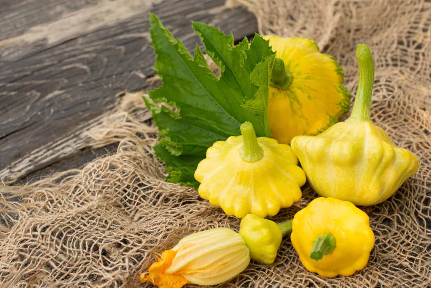 Patisson, Squash, zucca a forma di piatto, verdura cruda su fondo di legno scuro