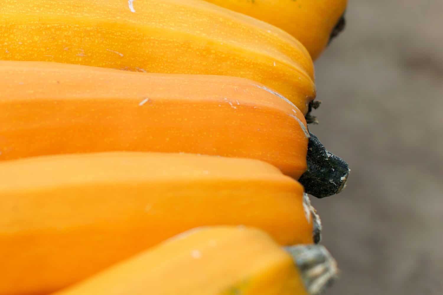 Primo piano della zucca Gold Rush