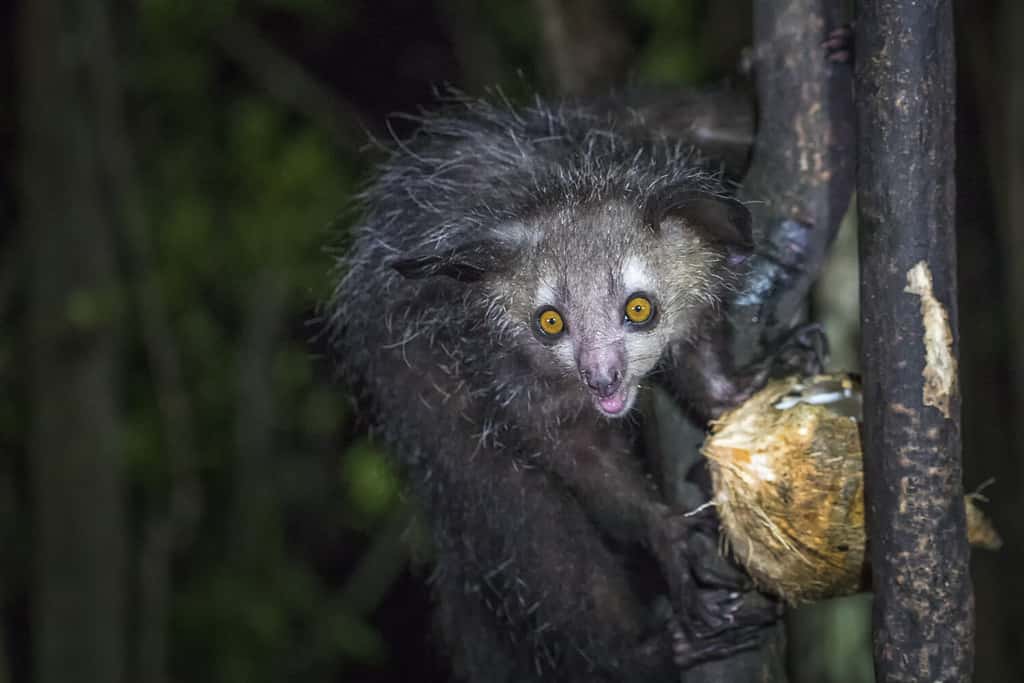 Aye-aye, lemure notturno del Madagascar