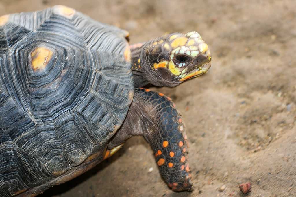 Grande tartaruga (Megalochelys gigantea)