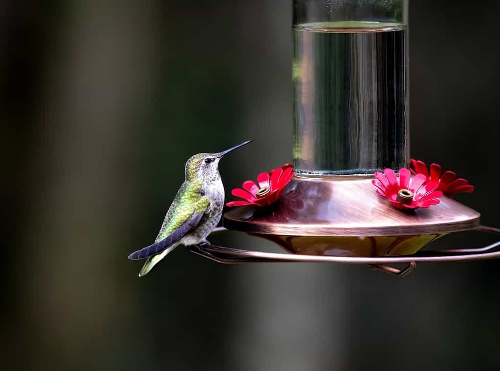 Un colibrì appollaiato su una mangiatoia per colibrì con acqua e zucchero in rame spazzolato