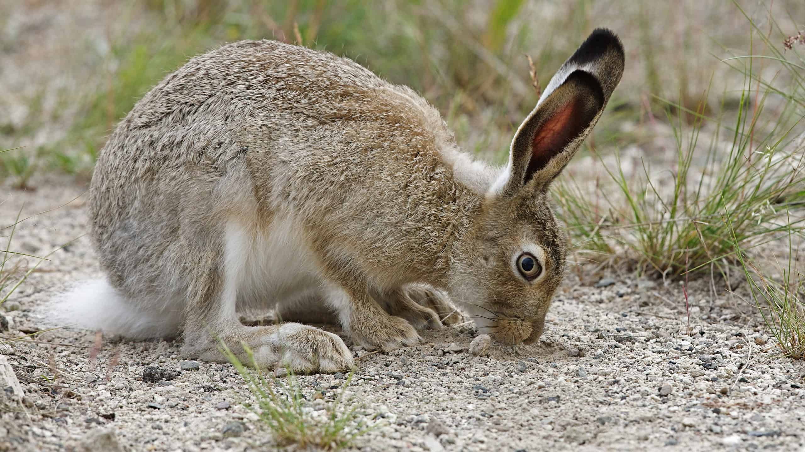 Lepre dalla coda bianca