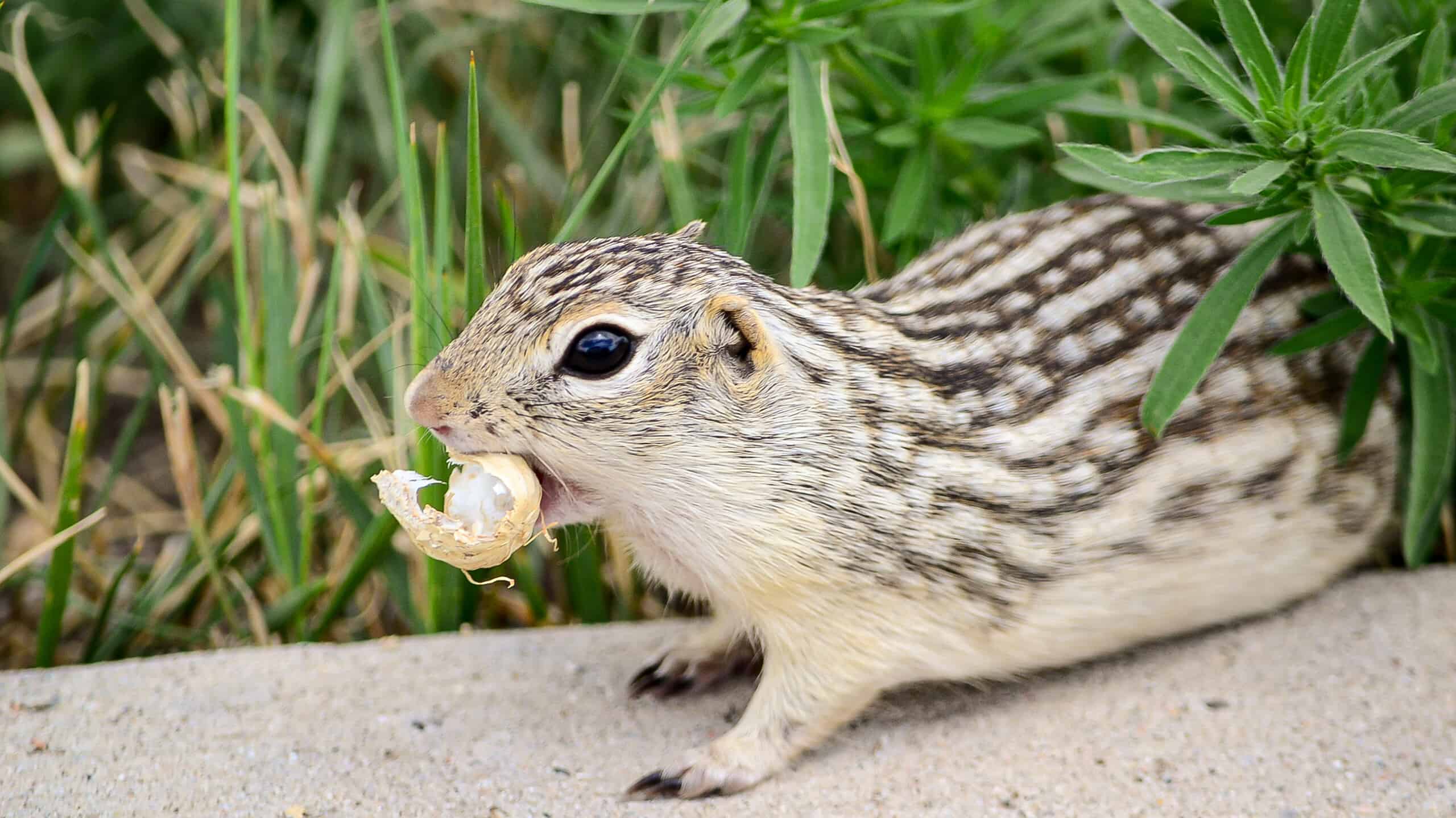 13 scoiattolo di terra foderato