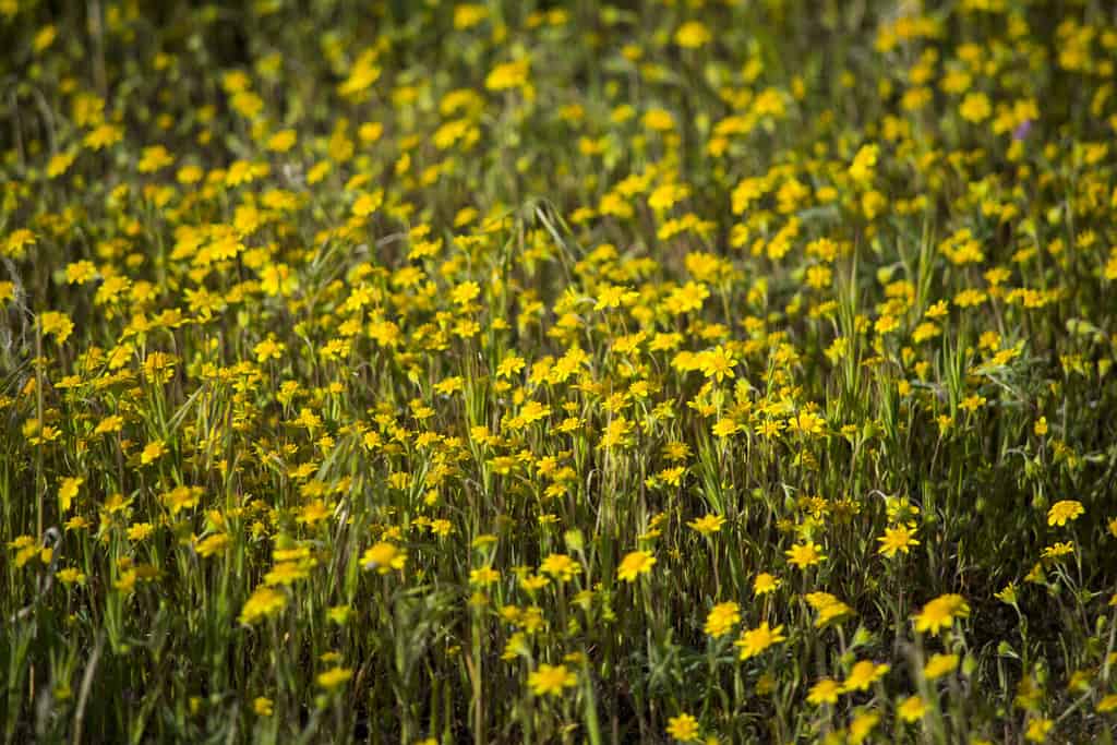 Campi auriferi (Lasthenia californica) presso la riserva di papavero della Antelope Valley, marzo 2017