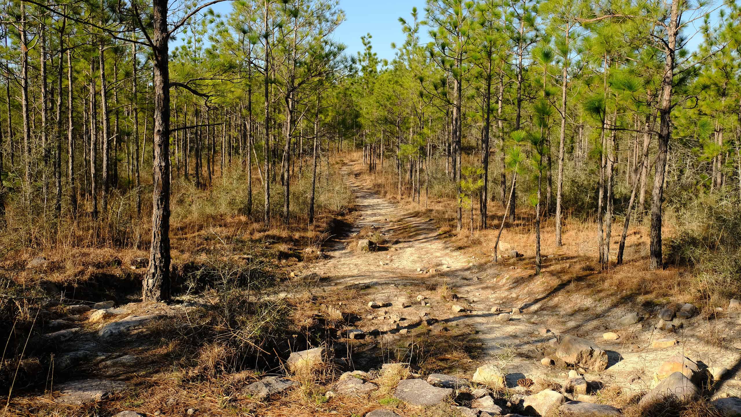 Sentiero della spina dorsale a Kisatchie National Forest, Louisiana