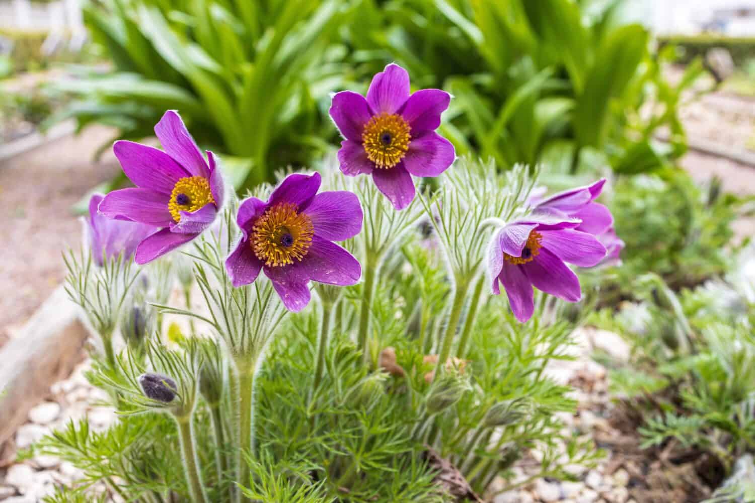 Pulsatilla patens è una specie di pianta da fiore della famiglia delle Ranunculaceae, originaria dell'Europa, della Russia, della Mongolia e della Cina. I nomi comuni includono pasqueflower orientale e anemone cutleaf.