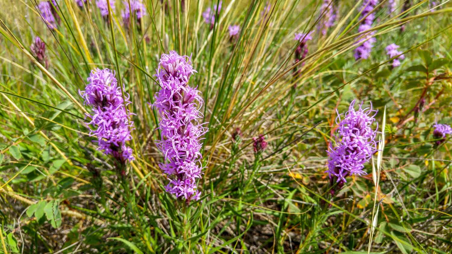 Blazingstar punteggiato (Liatris punctata Hook.)