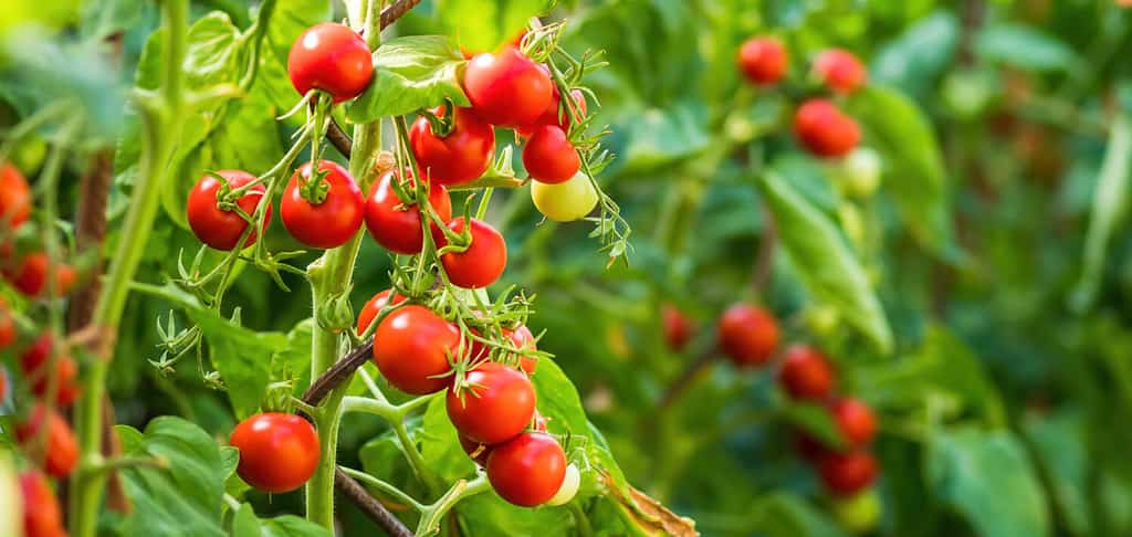 Pianta di pomodoro matura che cresce in serra.  Mazzo fresco di pomodori rossi naturali su un ramo in orto biologico.  Sfondo sfocato e copia spazio per il tuo messaggio di testo pubblicitario.