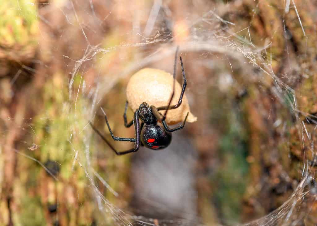 La vedova nera del sud (Latrodectus mactans) o ragno a bottone di scarpa, che custodisce il suo sacco di uova
