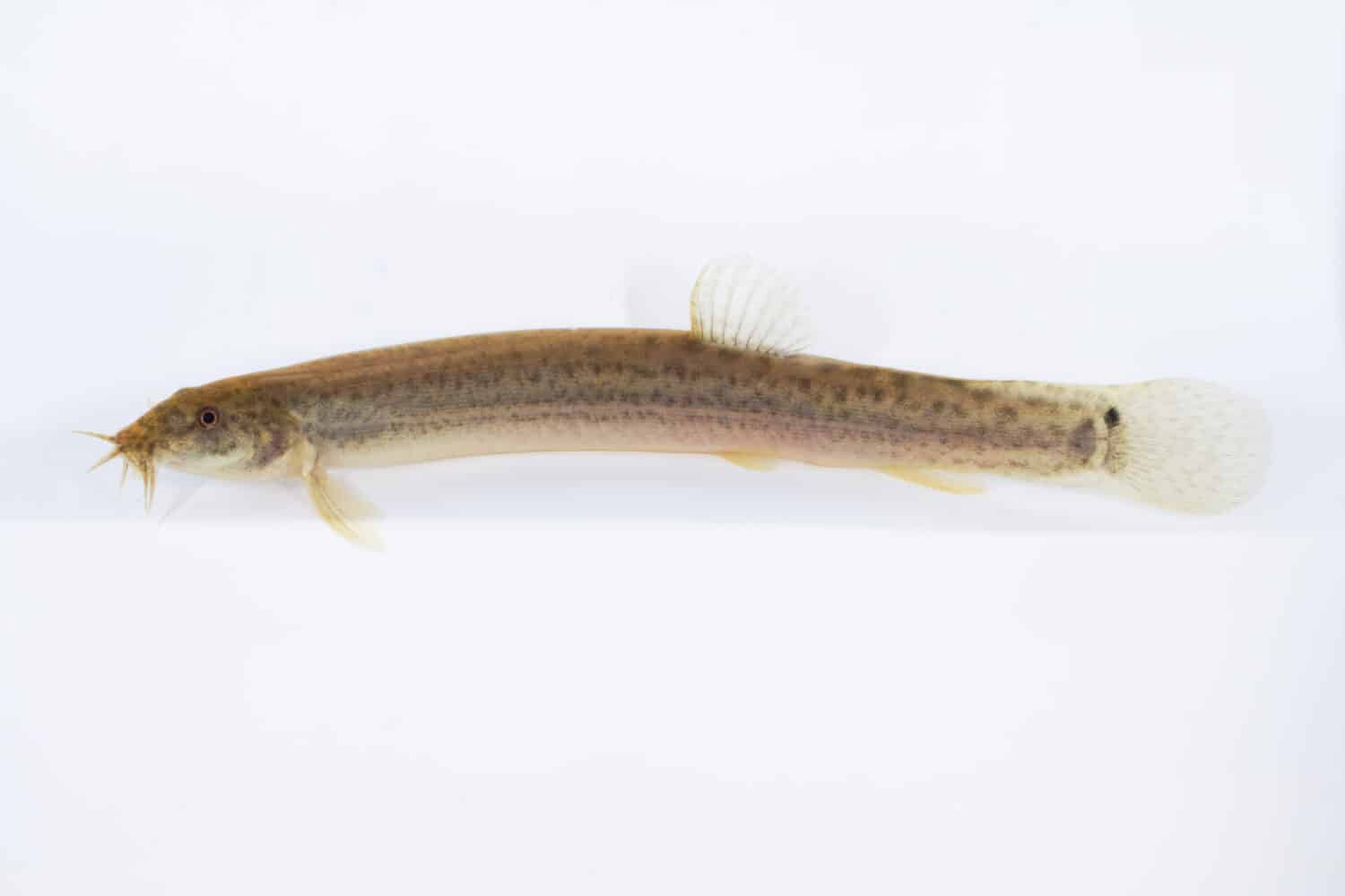 loach in sfondo bianco