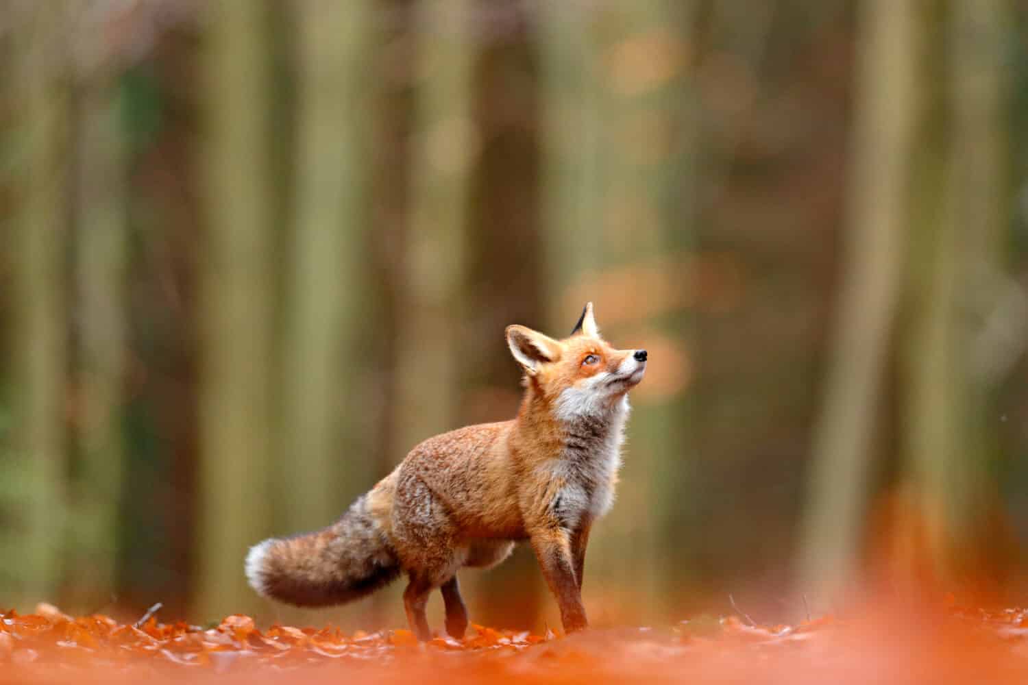 Carino Red Fox, Vulpes vulpes nella foresta di caduta. Bellissimo animale nell'habitat naturale. Scena della fauna selvatica dalla natura selvaggia. Volpe rossa che corre in foglie autunnali arancioni.