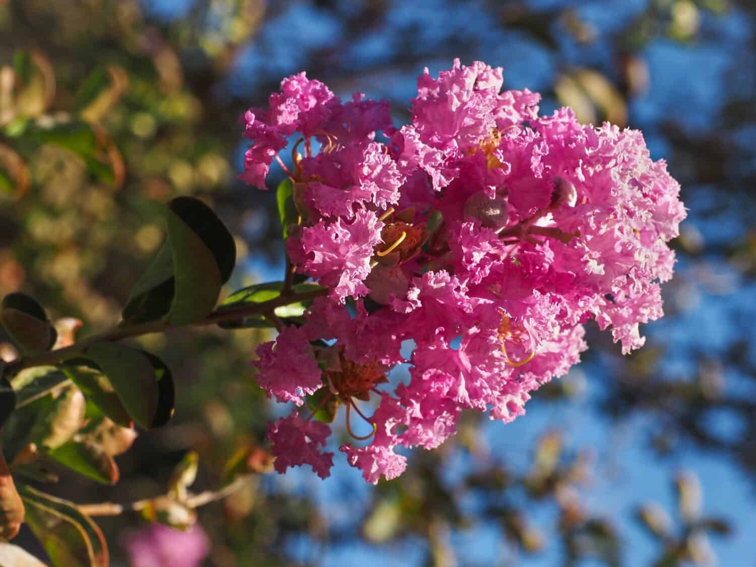 Fiore crespo o mirto crespo, fiore rosa, primo piano. Lagerstroemia indica è un albero a foglie decidue, popolare pianta da fiore della famiglia delle Lythraceae.