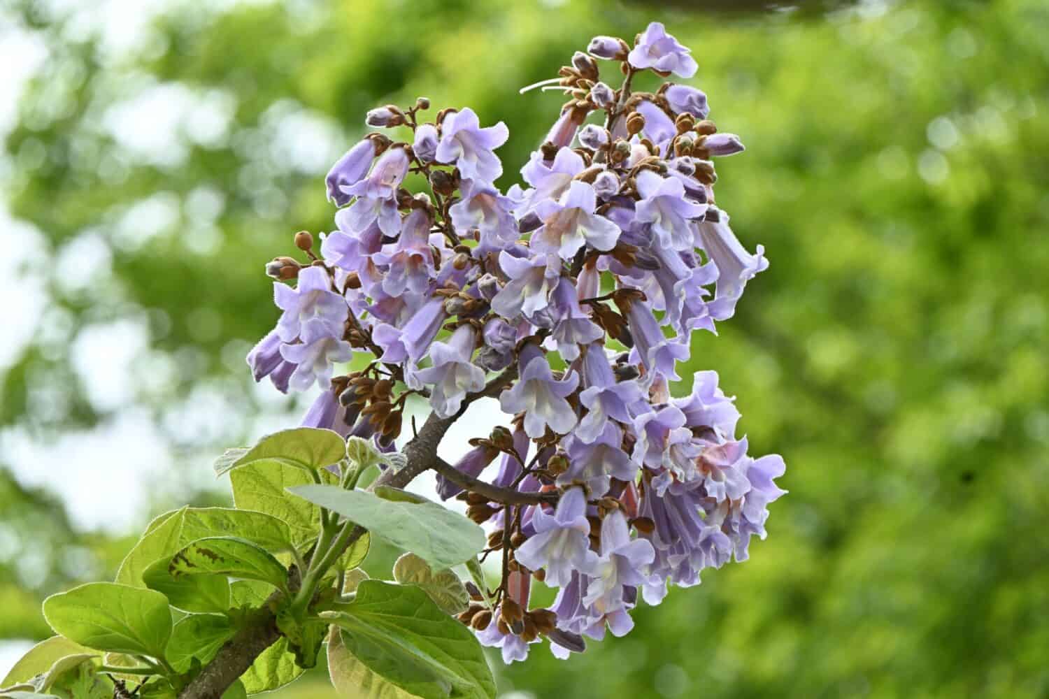 Fiori dell'albero di Paulownia ( Paulownia tomentosa ). Paulowniaceae albero deciduo originario della Cina. Fiori viola chiaro a forma di campana sbocciano da aprile a maggio.