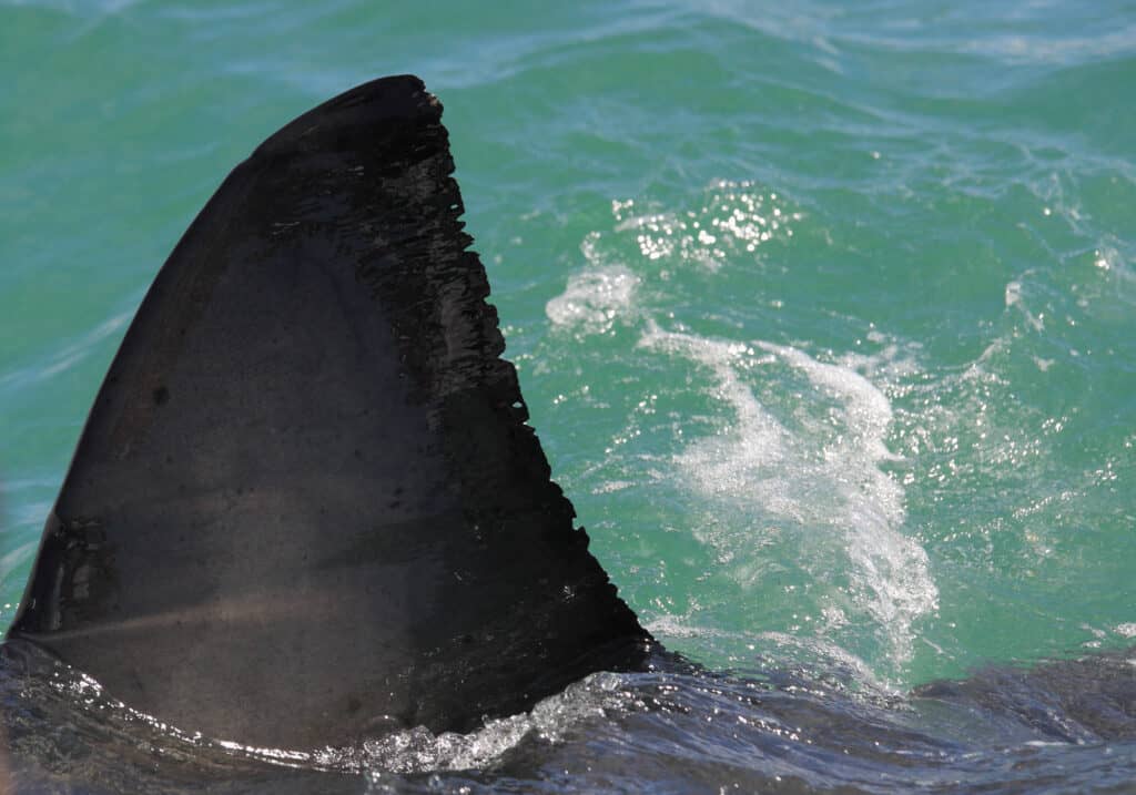 grande pinna di squalo bianco