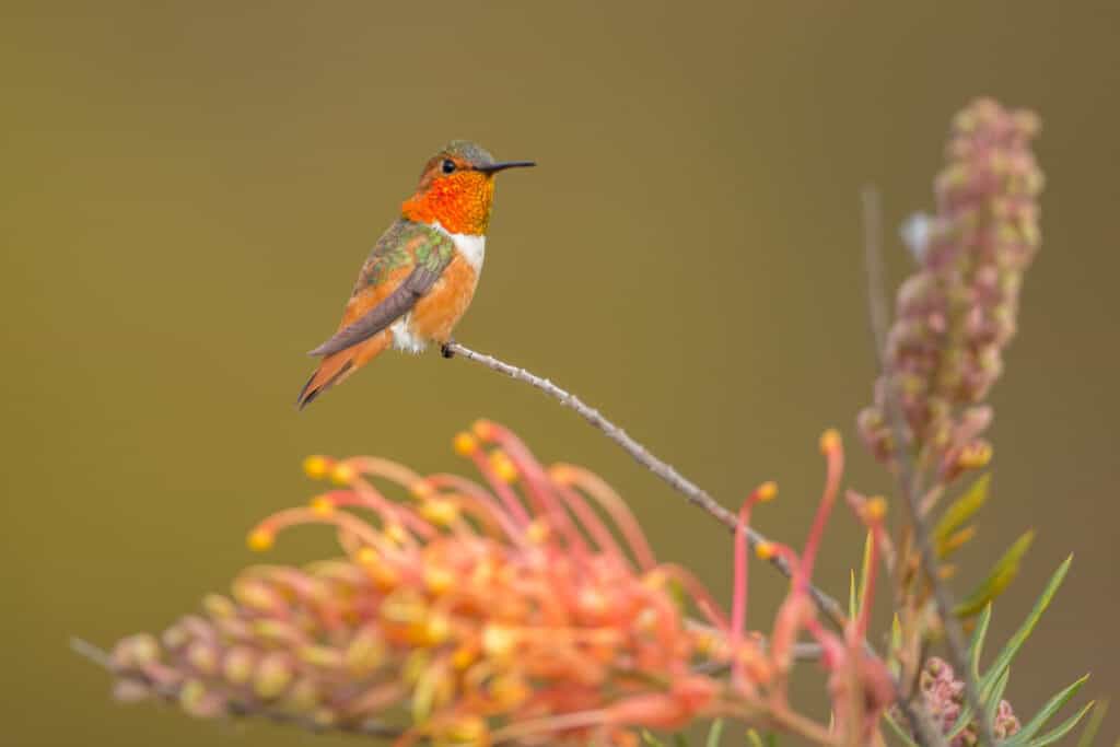 Fiori di colibrì e grevillea di Allen maschio