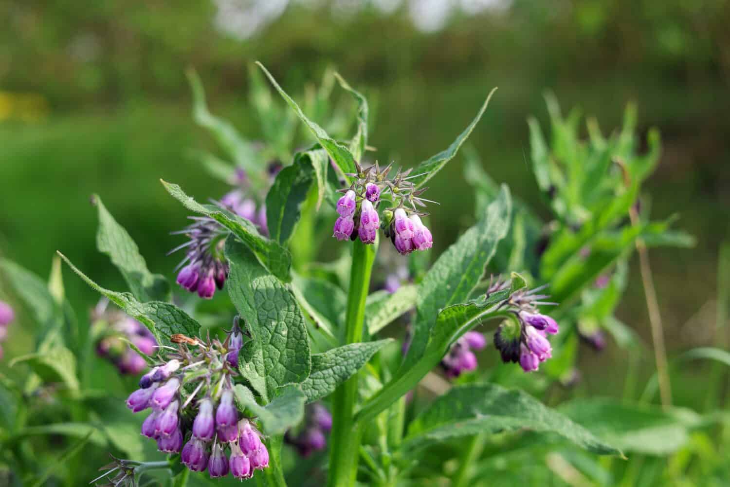 Ritratto Herdibal Comfrey Herb, Symphytum officinale allo stato selvatico, che è una pianta perenne della famiglia delle Boraginaceae