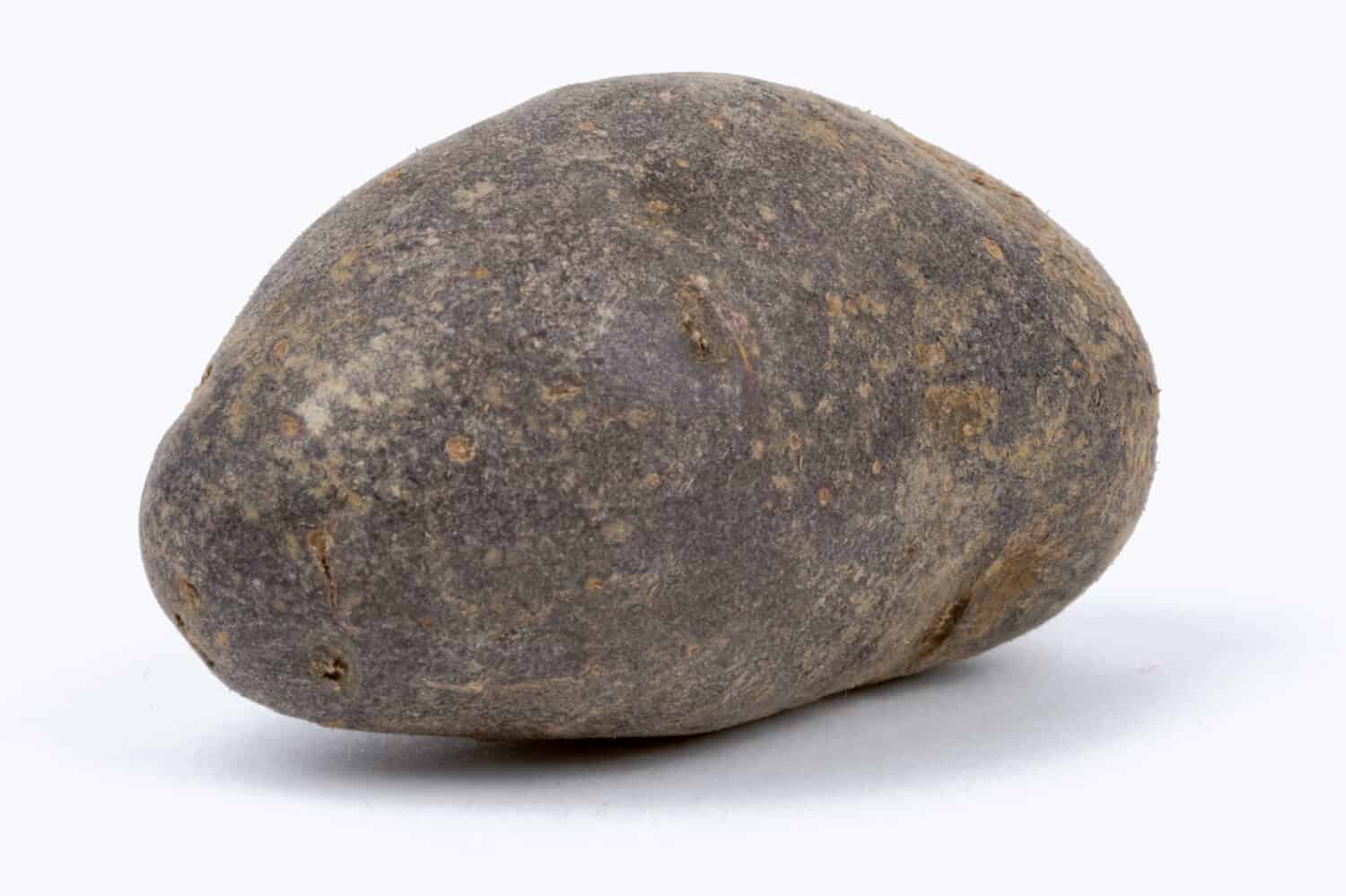 Patata blu su sfondo bianco (isolata)L''Adirondack Blue' è una varietà di patata con polpa e buccia blu con una leggera sfumatura viola.