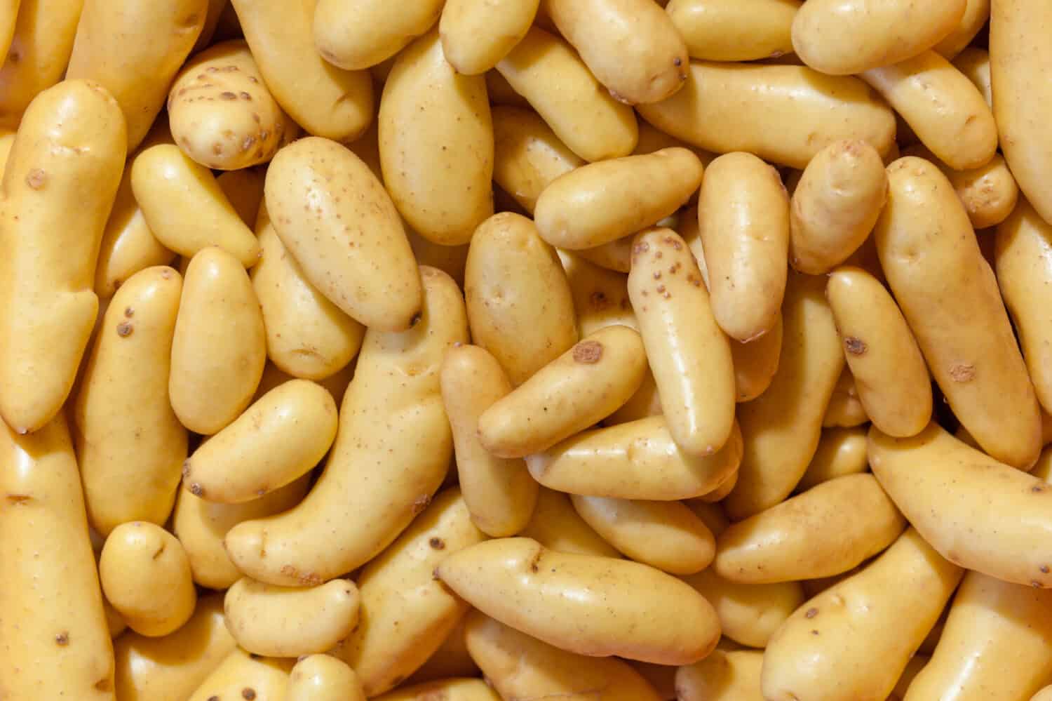 Raccolto fresco di patate russe Banana Fingerling come un modello di texture di sfondo agricoltura agricoltura alimentare cruda