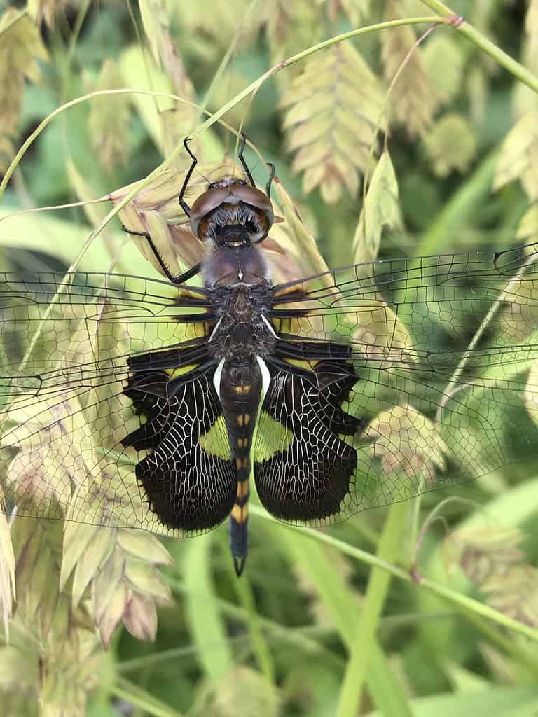 bisacce nere, Tramea lacerata, libellula