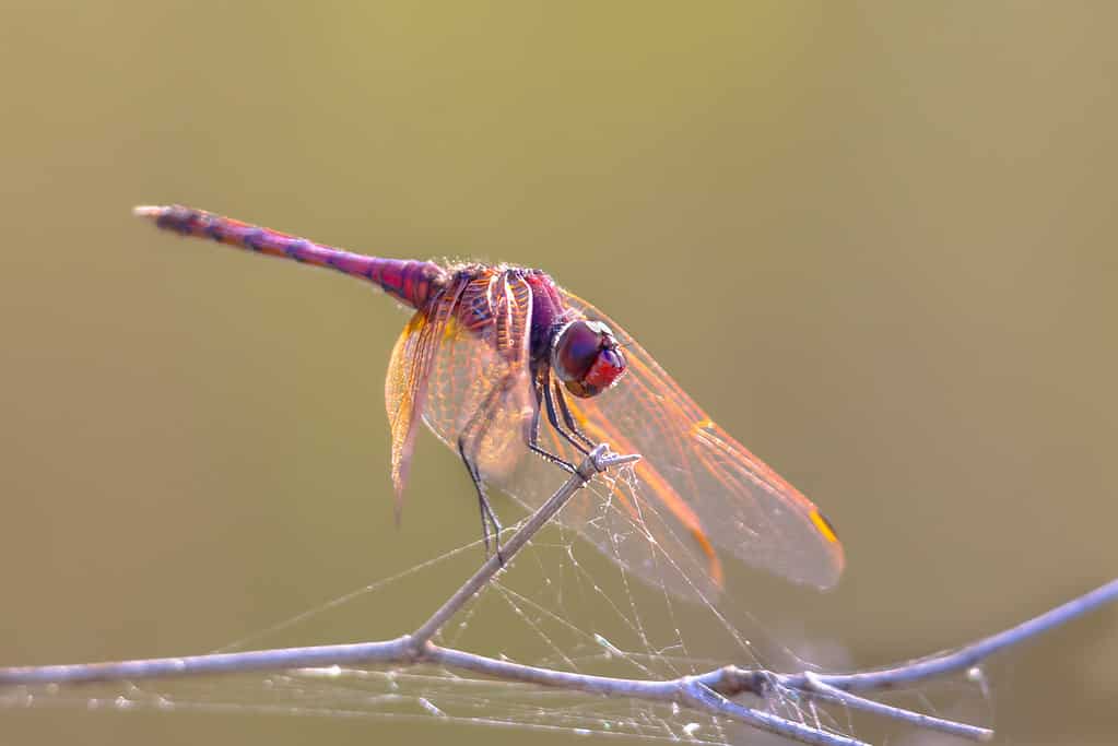 Libellula dropwing viola appollaiata su un bastone