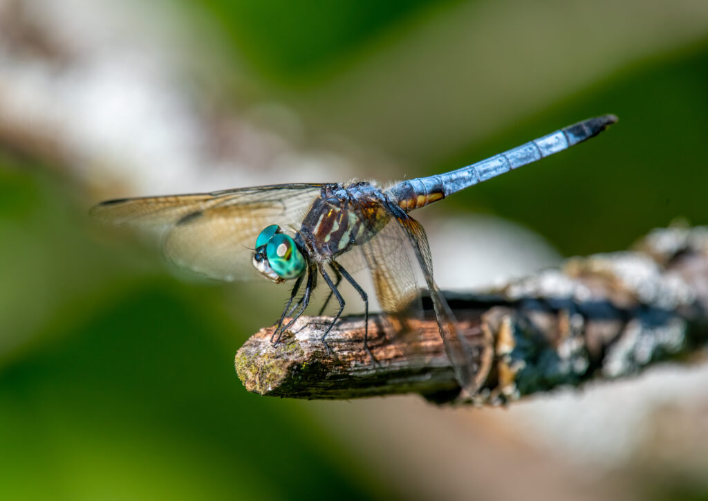 Libellula Dasher blu