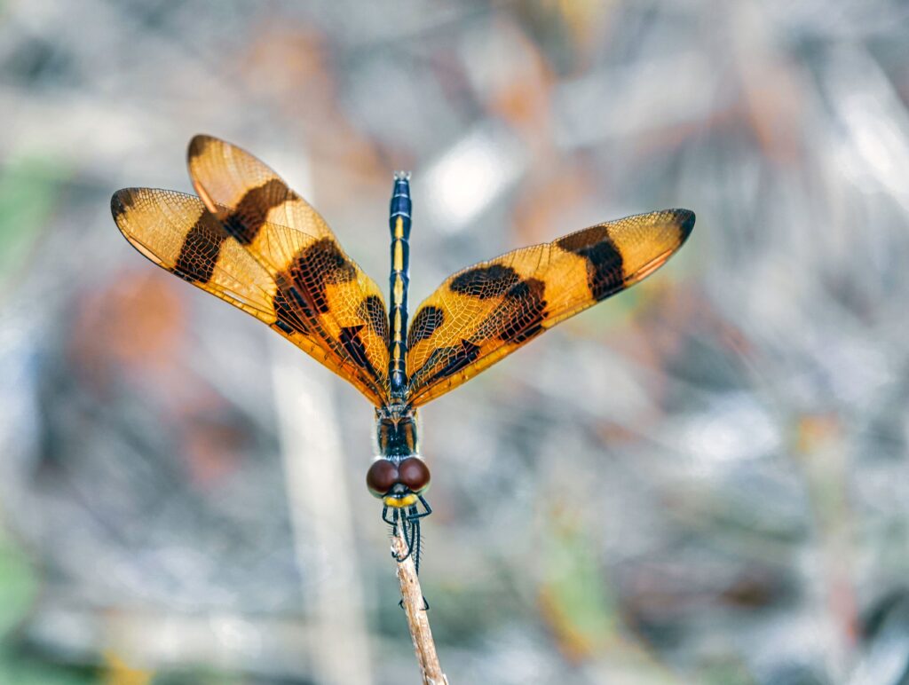 Colpo del primo piano di uno stendardo di Halloween (Celithemis eponina)