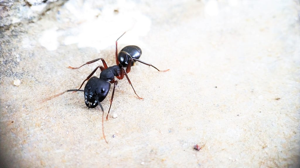 Una vista frontale della formica nera del carpentiere che si muove intorno alla fotografia macro isolata - lato sinistro della foto