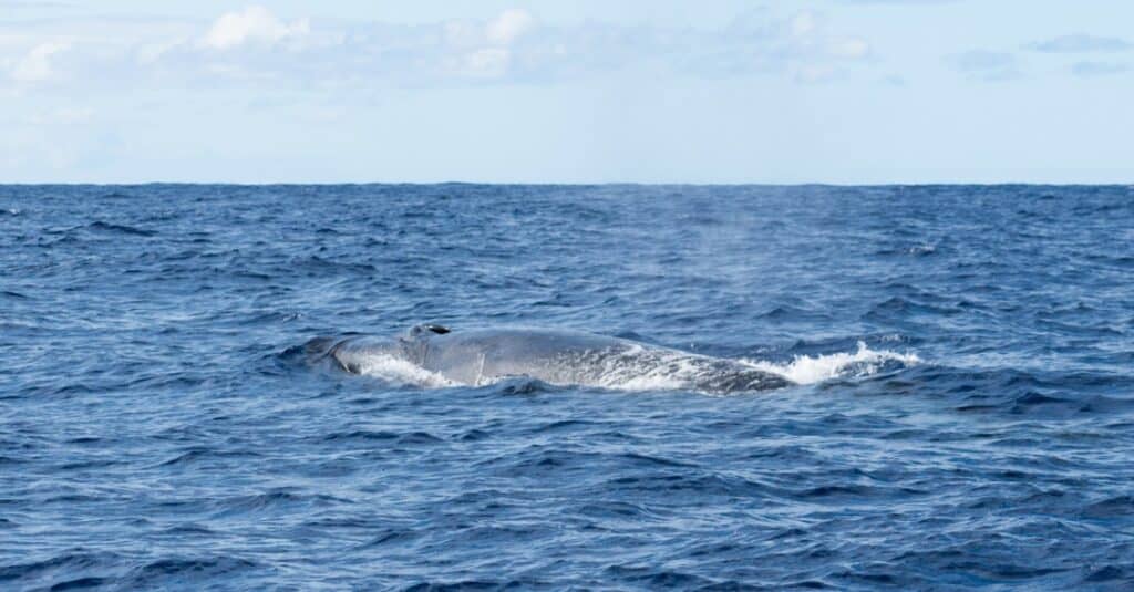 Una balena Sei affiora per prendere fiato