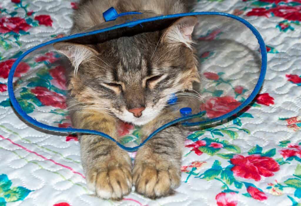 Gatto con cono morbido sulla trapunta
