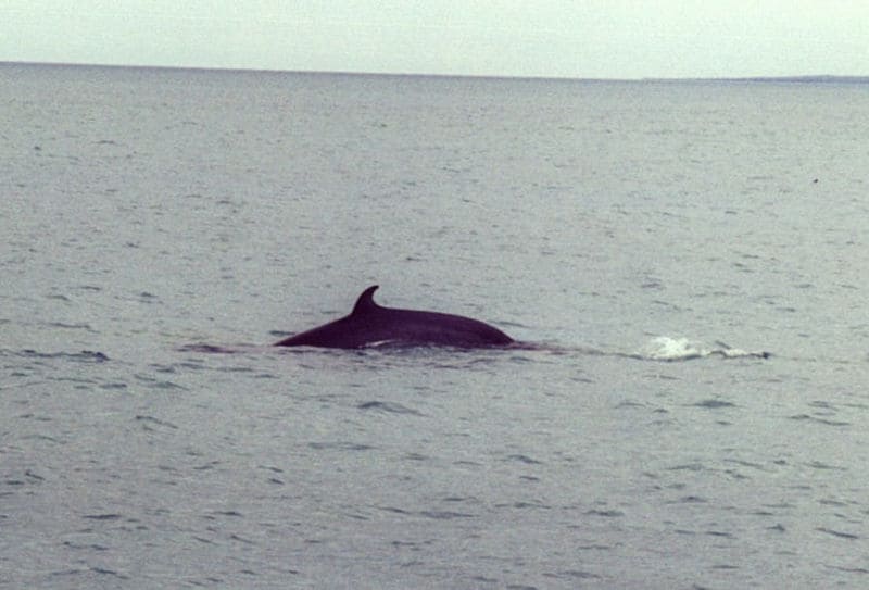 Minke Whale affiorante