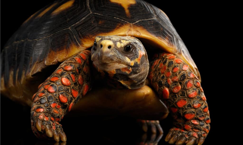 Primo piano della tartaruga dai piedi rossi, Chelonoidis carbonaria.  Hanno segni rossi sul viso che contrastano con la loro colorazione altrimenti scialba.