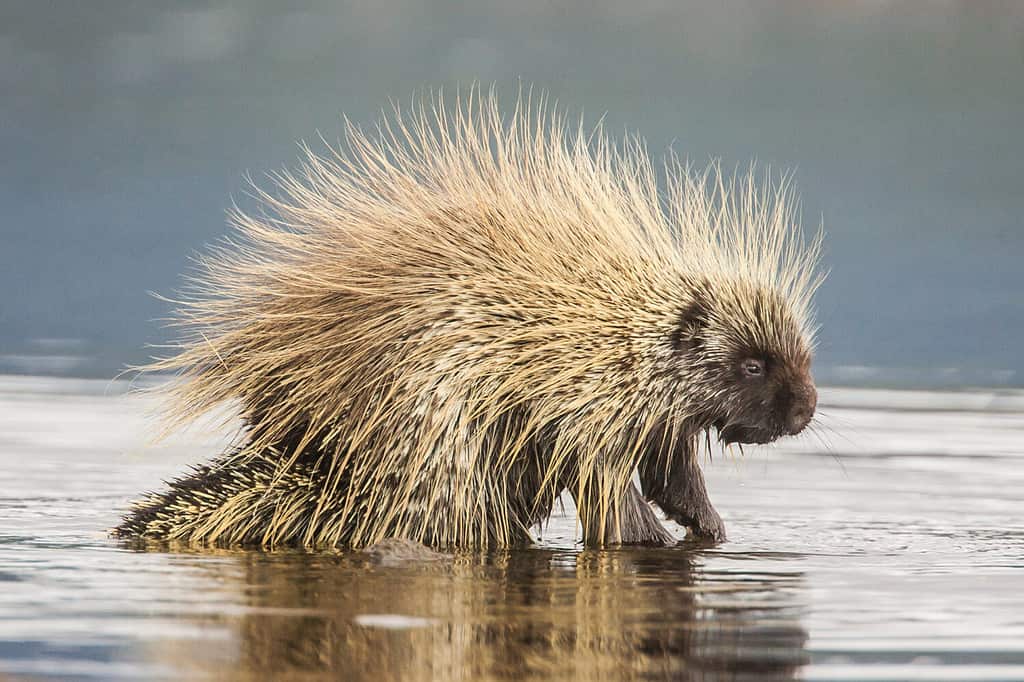 Istrice nordamericano Erethizon dorsatum in acqua a Teslin, Yukon, Canada