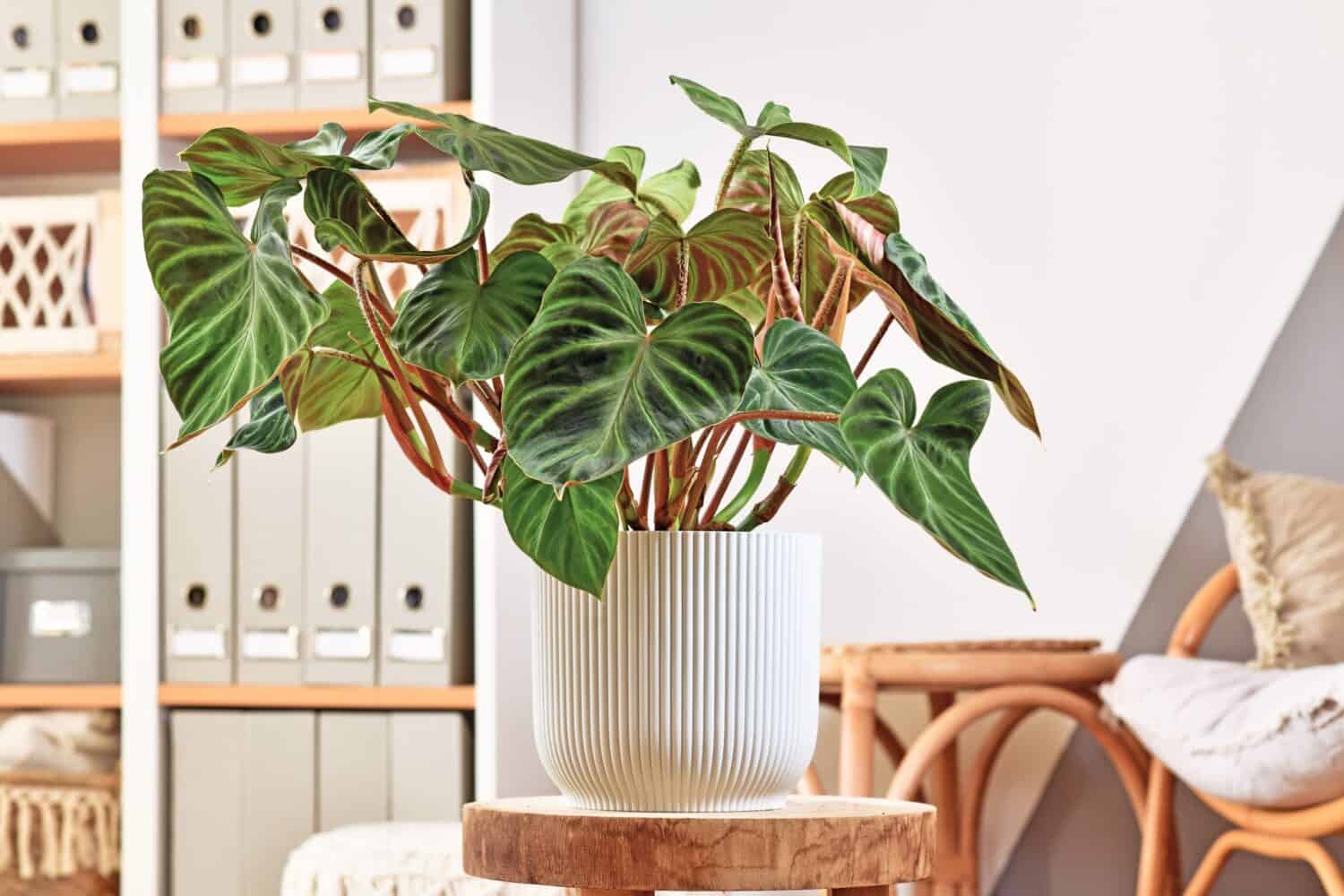 Lussureggiante pianta d'appartamento 'Philodendron Verrucosum' topica con foglie vellutate venate di colore verde scuro in vaso di fiori 