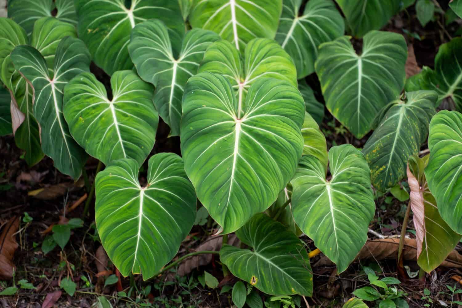 Philodendron Gloriosum che cresce selvaggio nella foresta pluviale.  Velluto verde, vena bianca, a forma di cuore, fogliame della foresta pluviale, foglia enorme.  Adatto per piante da interno. 