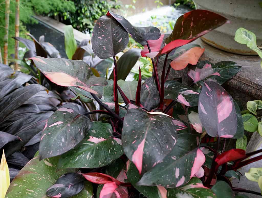 Bellissime foglie rosa e nere della pianta tropicale Philodendron Pink Princess