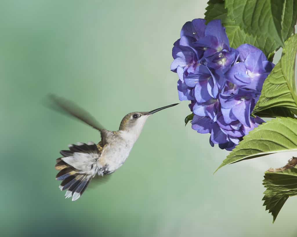 Colibrì gola di rubino femmina su ortensia