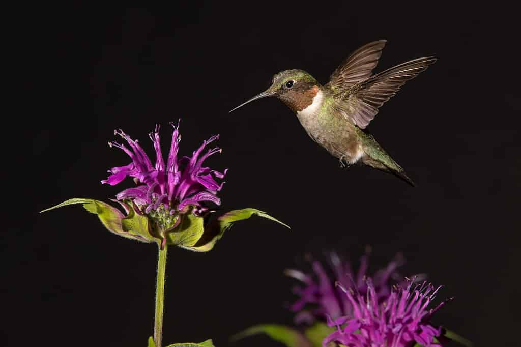 Colibrì dalla gola rubino con fiori di balsamo d'api.