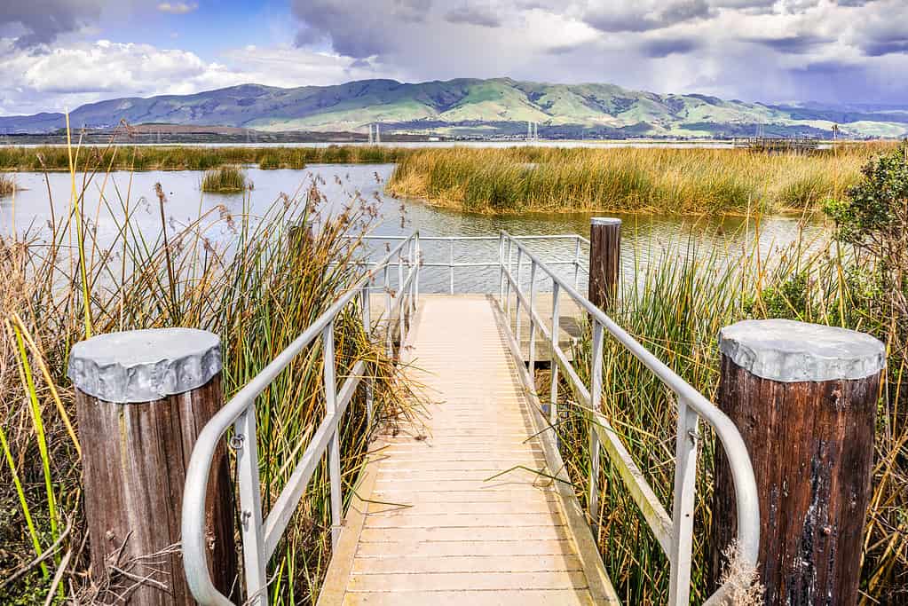 Don Edwards San Francisco Bay National Wildlife Refuge