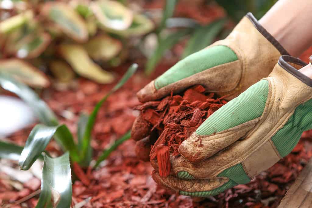 Pacciamare il giardino con trucioli di legno di cedro rosso