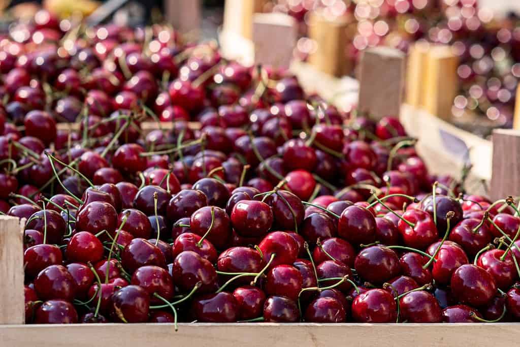 Raccolta delle ciliegie nel frutteto. Scatole di ciliegie lapins appena raccolte. Ciliegeto industriale. Secchi di ciliegie nere dolci e crude raccolte. Vista ravvicinata dell'erba verde e delle scatole piene.
